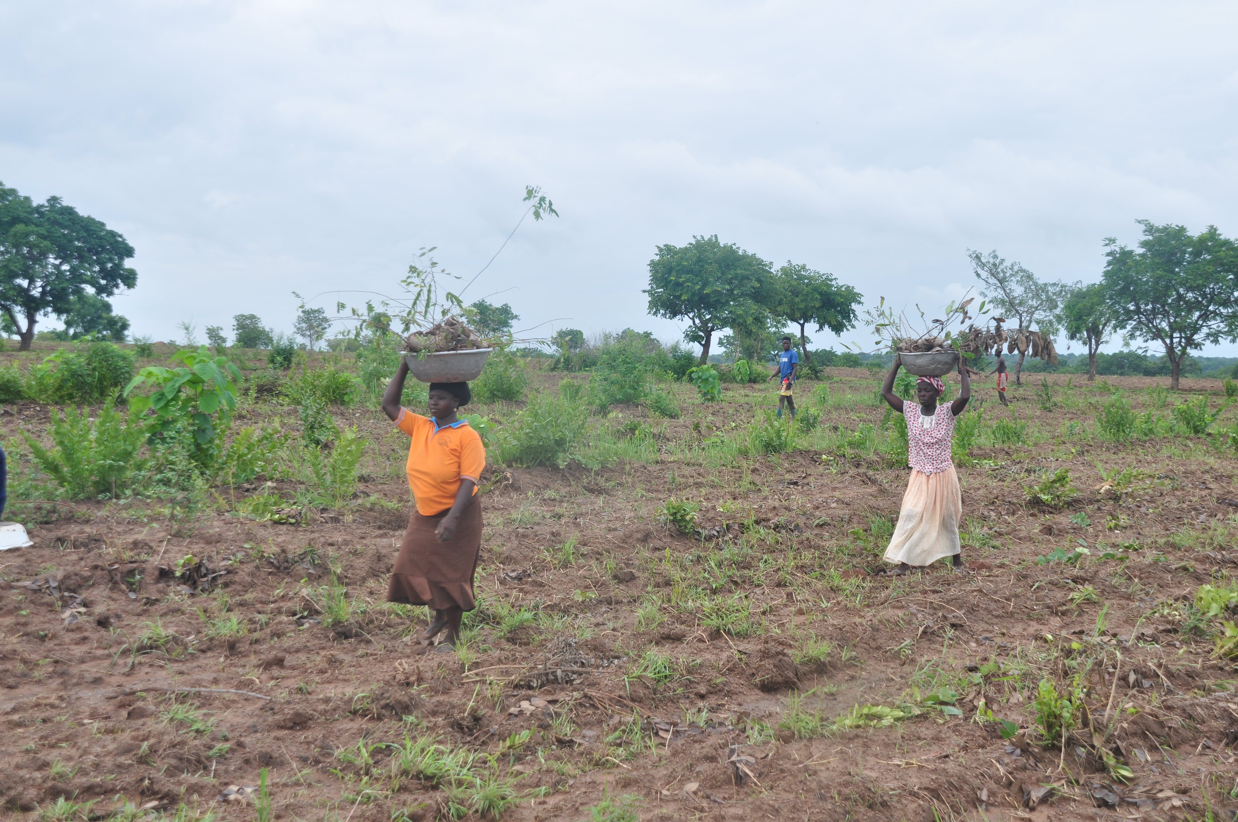 Dans Board & ClickATree pflanzen Baueme in Ghana3