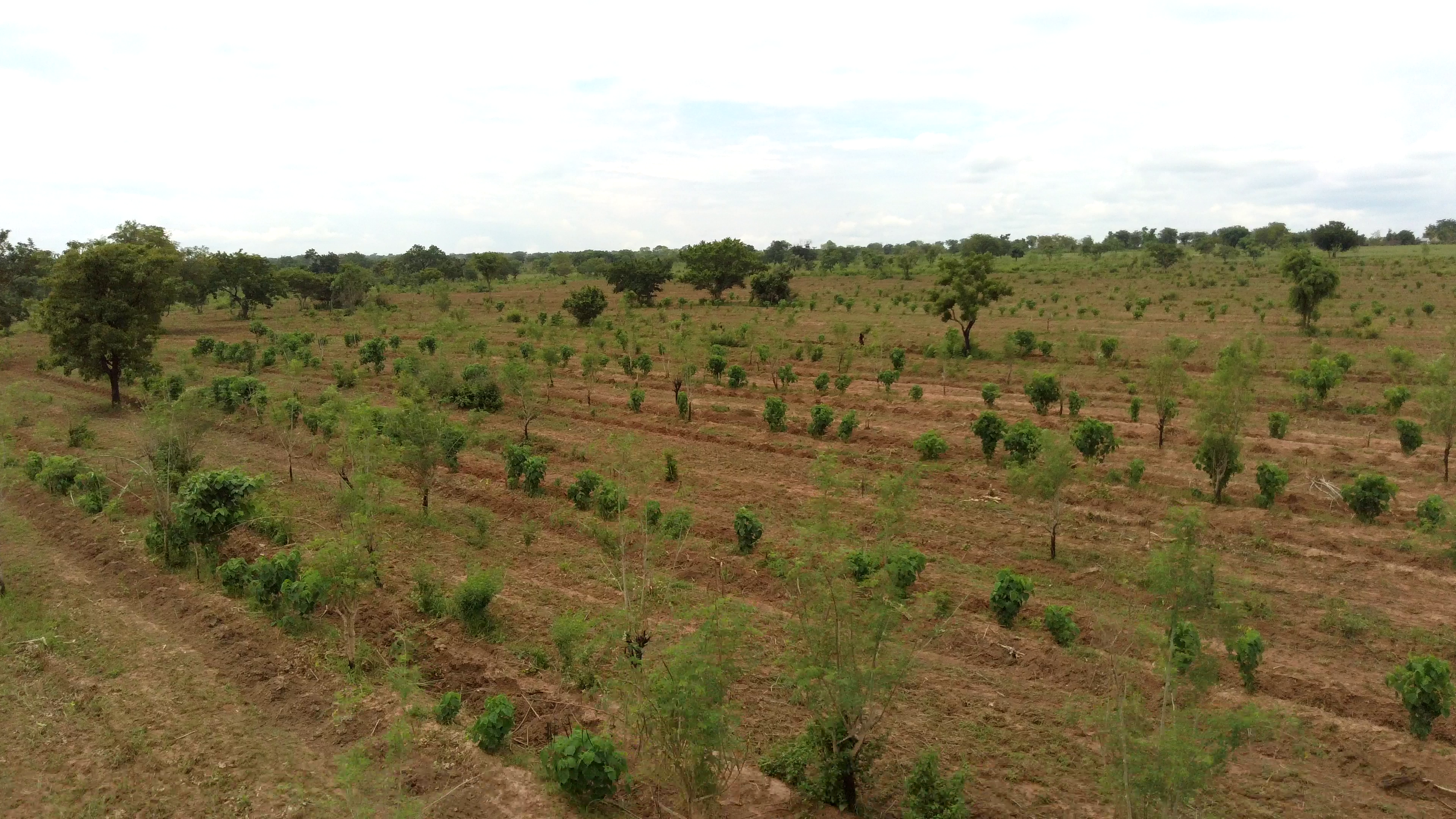 Dans Board & ClickATree pflanzen Baueme in Ghana5