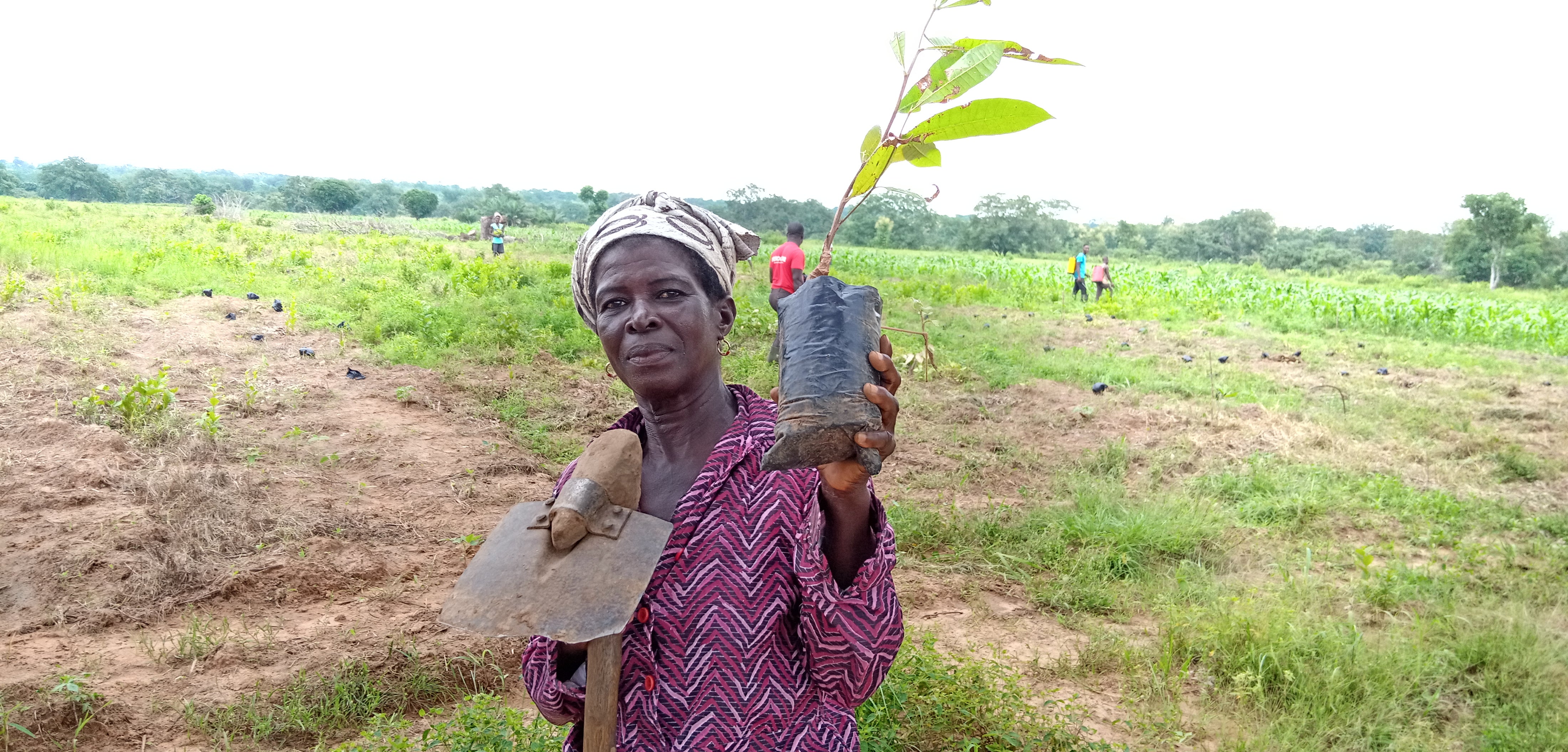 Dans Board & ClickATree pflanzen Baueme in Ghana