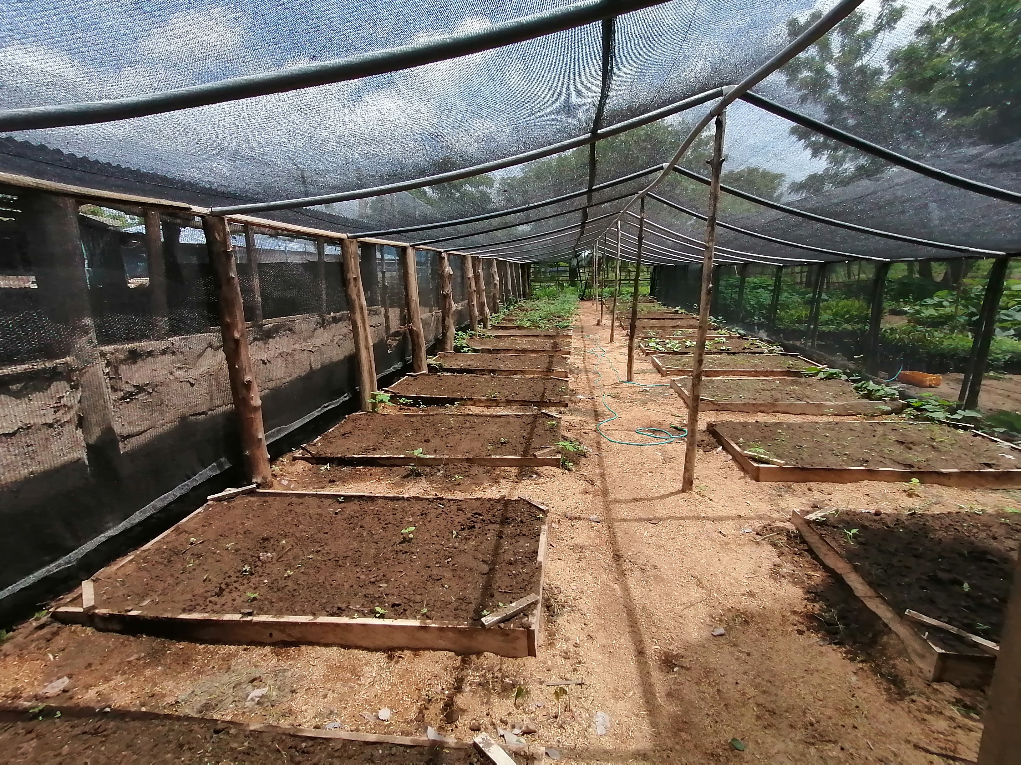 Nachhaltigkeit - Dans Board & ClickATree pflanzen Baueme in Ghana