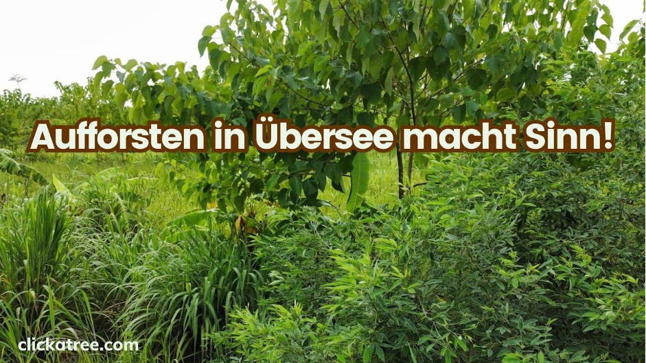 Aufforsten in Übersee macht Sinn!